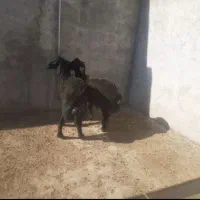 گوسفند بره|حیوانات مزرعه|شیروان (خراسان), |دیوار