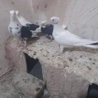 کبوتر