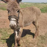 الاغ