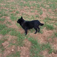 بیستی نر ۲ ساله