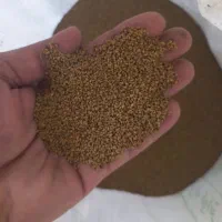 بذر یونجه