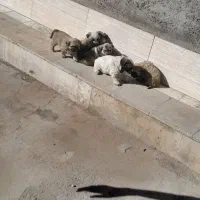 واگذاری سگ|سگ|شهر ری, فیروزآبادی|دیوار