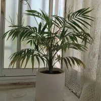 گل آپارتمانی