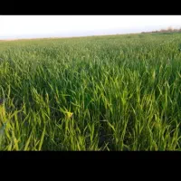 اجاره زمین کشاورزی