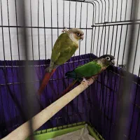 طوطی گرینچیک جفت