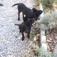 یک جفت توله نر و ماده مالینویز