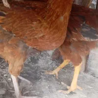 فروش مرغ و خروس محلی