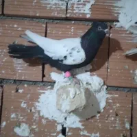 سرور سرخ|پرنده|شیروان (خراسان), |دیوار