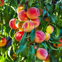 با سلام خرید انواع میوه سر درختی