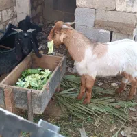 کهره نر|حیوانات مزرعه|مهر, |دیوار