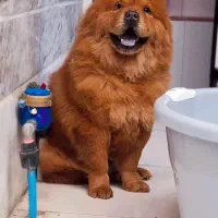 چاوچاو ماده نزدیک فحل