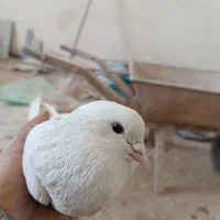 کفتر یا کبوتر|پرنده|قلعه نو, |دیوار