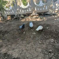 کبوتر.ماده ونر