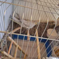 عروس هلندی ماده