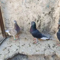 کبوترچاپی مگس پرغلط وابلغ