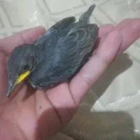 جوجه مرغ مینا سار