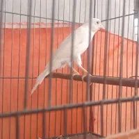 قناری نر مست سفید