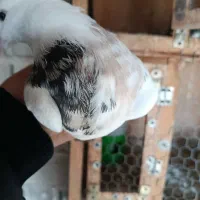 فوروش یک جفت طوقی