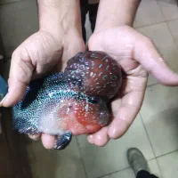 فلاور هورن درجه یک