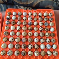 تخم بلدرچین نطفه دار