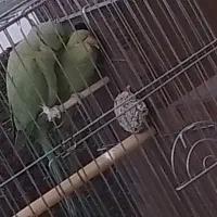 یکجفت طوطی ملنگو سالم و سرحال همراه با قفس لانه|پرنده|ابهر, |دیوار