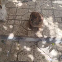 سگ های زیبا نر و ماده|سگ|مشهد, الهیه|دیوار