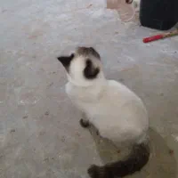 گربه سیامی|گربه|قیدار, |دیوار