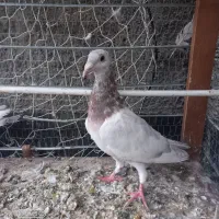 کفتر|پرنده|چناران, |دیوار