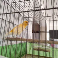 قناری|پرنده|مرودشت, کناره|دیوار