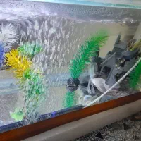 ماهی گوشت خوار معاوضه بامرغ خروس وعروس هلندی|ماهی|زارچ, |دیوار