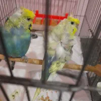 مرغ عشق پروانه ای|پرنده|آستارا, |دیوار