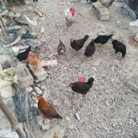 مرغ