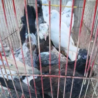 کبوتر پرشی قیمت عالی مرغ عشق|پرنده|نکا, |دیوار