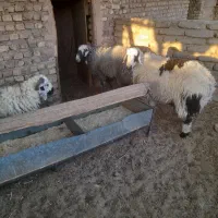 بره ی نر و ماده|حیوانات مزرعه|رفسنجان, |دیوار