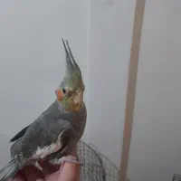 عروس هلندی|پرنده|تهران, سلیمانی|دیوار