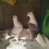 کبوتر رنگی