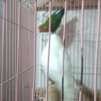 کوتوله برزیلی