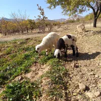 بره شیری سبک صادراتی