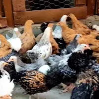 نیمچه با کیفیت برهماکوشین سبرایت پولندلهستان سلطان|حیوانات مزرعه|اصفهان, بوستان ناژوان|دیوار