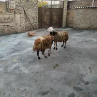 گوسفند|حیوانات مزرعه|بروجرد, |دیوار