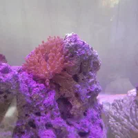 اکواریوم ابشورکامل|ماهی|کرمانشاه, |دیوار