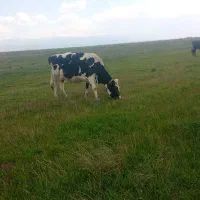 گاو هلندی جوان خوش خوراک