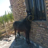 کره شاهان|اسب و تجهیزات اسب‌سواری|کنگاور, |دیوار