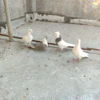 کبوتر|پرنده|شیراز, شهرک گلها|دیوار