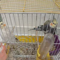 ۲ عدد عروس هلندی مولد