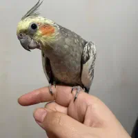 فروش جفت عروس هلندی سالم، با قفس|پرنده|رشت, معلولین|دیوار