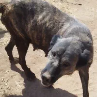 سگ ماده گم شده|حیوانات|ساوه, |دیوار