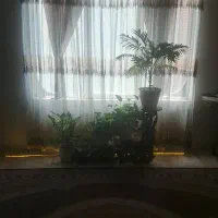 پرده گیپور