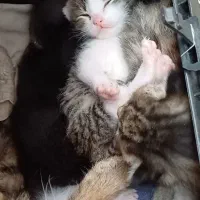 گربه