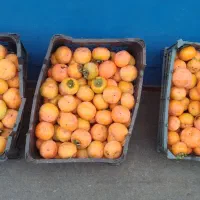 فروش خرمالوی ارگانیک|حراج|لاهیجان, لفمجان|دیوار